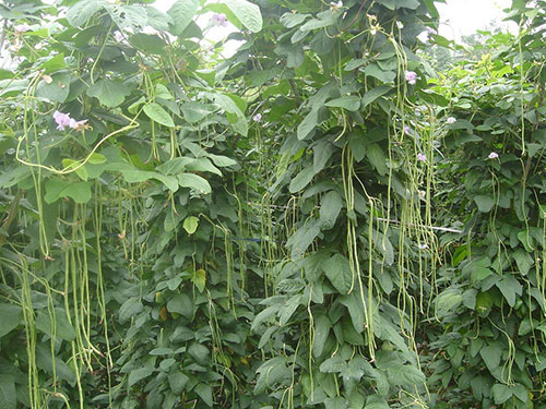 長(cháng)豆角種植基地